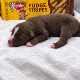 Fudge - Red tri female Miniature Australian Shepherd puppy in Cave Creek, Arizona from Arizona Aussies