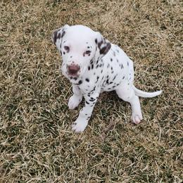 Green - White and liver brown male Dalmatian puppy in Conrath, Wisconsin from JSF Dalmatians LLC