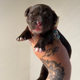 Boy 2 - Chocolate male Australian Labradoodle puppy in Valley Springs, California from Blue Denim Doodles