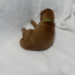 Pick 1,2,or 3 - Dark golden female Golden Retriever puppy in Huntington Beach, California from Beach Cities Golden Retrievers