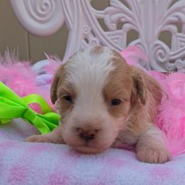 Girl 3 - female Bernedoodle puppy in Roy, Utah from Doodles are Amazing