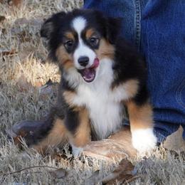 Black Tri Most Copper - Black tri female Miniature Australian Shepherd puppy in Lawton, Oklahoma from Lindsey’s Aussies