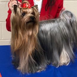 Heath - Yorkshire Terrier