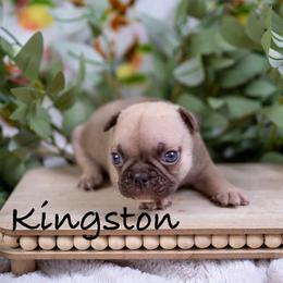 Boy 3 - Tricolors male French Bulldog puppy in Denison, Texas from Lovemyfrenchies – Stoddard Frenchbulldog's