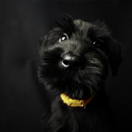 Orange - Black Female - Black female Giant Schnauzer puppy in St George, Utah from Schnauzer Ranch
