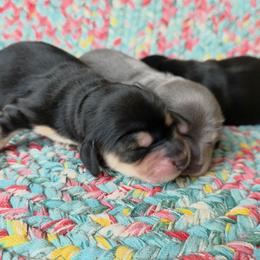 Rudy black and cream - Black and cream male Dachshund puppy in Lexington, Oklahoma from Long Doggy Acres Miniature Dachshunds