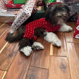 Barbara - Havanese
