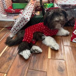 Barbara - Havanese