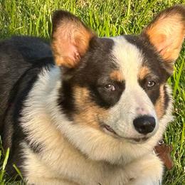 Kwen - Pembroke Welsh Corgi