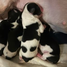 Biewer Terrier puppies from Prestigious Pups
