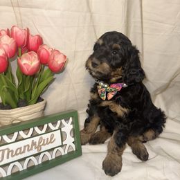 Monica - Phantom female Bernedoodle puppy in Hemet, California from Vallevistadoodles