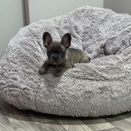 Piper - Brindle female French Bulldog puppy in Spotsylvania, Virginia from Lakeview Frenchies