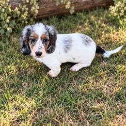 Black tie affair - Dapple female Dachshund puppy in Pleasant Plains, Arkansas from JGBs Silver Spur Dachshunds