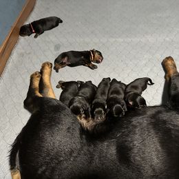 Rottweiler Puppies from Khaotic Rottweilers