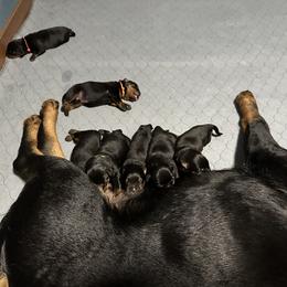 Rottweiler Puppies from Khaotic Rottweilers
