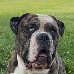 Alapaha Blue Blood Bulldog and French Bulldog Puppies from Eclipse Alapaha Kennels