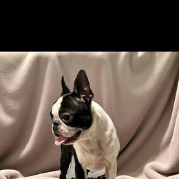 Abe - Boston Terrier