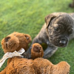 Cane Corso and Lowchen Puppies from High Royal Kennel
