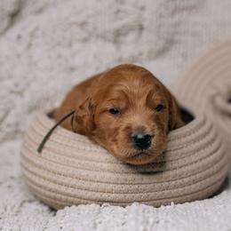 Oakley - Red  male Goldendoodle puppy in Duncan, South Carolina from Abner Creek Poodles & Doodles