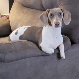Hattie Faye - Dachshund