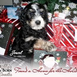 Bernedoodle Puppies from A Star is Born Doodles