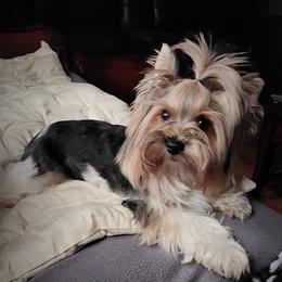 Chloe - Biewer Terrier