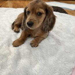 Dachshund Puppies from Dollhouse Miniature Dachshunds