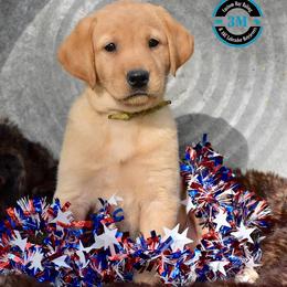 Labrador Retriever Puppies from 3M Custom Hay baling and AKC Labs LLC