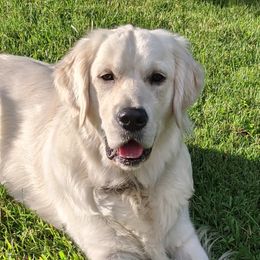 Golden Retrievers from Rambling Rose Retrievers