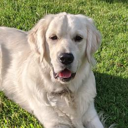 Golden Retrievers from Rambling Rose Retrievers