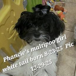 Girl white tail - Black & white female Maltipoo puppy in Middleburg, Florida from The Aristocratic Puppy Patch