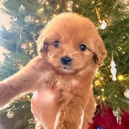 Purple Collar Girl - Red  female Goldendoodle puppy in Meridian, Mississippi from Magnolia Poodles and Doodles