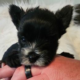 Hewey - Parti male Yorkshire Terrier puppy in Hamilton, Ohio from Purebred Yorkies of Ohio