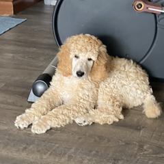 Poodle Puppies from Stylish Standards