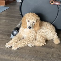 Poodle Puppies from Stylish Standards