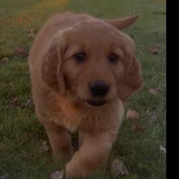 Yellow - Dark golden female Golden Retriever puppy in Rexburg, Idaho from Teton View Golden Retrievers