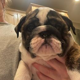 Girl 4 - Brindle female Bulldog puppy in Crane Hill, Alabama from Jetana Bulldogs