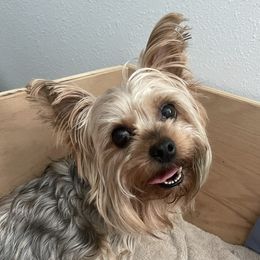 Isabella - Yorkshire Terrier