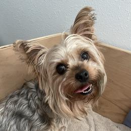 Isabella - Yorkshire Terrier