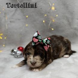 Tortellini - Merle female Goldendoodle puppy in Williamson, New York from Lakeside Doodles