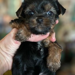 Morkie and Yorkshire Terrier Puppies from DEJAVU PUPS
