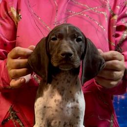 Tigger - Liver and white female German Shorthaired Pointer puppy in Aitkin, Minnesota from Whispering’s GunDogs