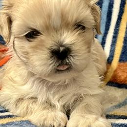 Erik - Gold and white male Shih Tzu puppy in Easley, South Carolina from Full of Shih Tzus