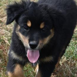 Joss - Black tri-color female Australian Shepherd puppy in Nowata, Oklahoma from 4Feathers