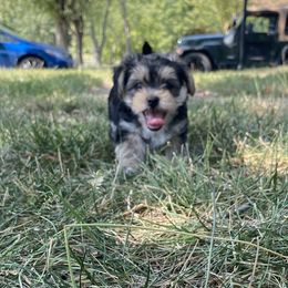 Morkies and Yorkshire Terriers from Impeccable Pups
