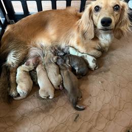 Dachshund puppies from Thompson's Prairie Pride
