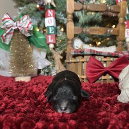 Jet - Black male Cockapoo puppy in Griffin, Georgia from Rawls Lovely Little Tots