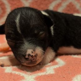 Stuffin' - White and black female American Hairless Terrier puppy in Phoenix, Arizona from Bare Valley