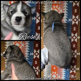 Reese's - Agouti and white male Siberian Husky puppy in Bloomfield, Indiana from Paiges lil huskies