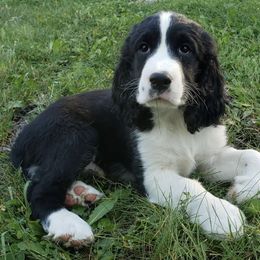 English Springer Spaniels from Little Flower Springer Spaniels